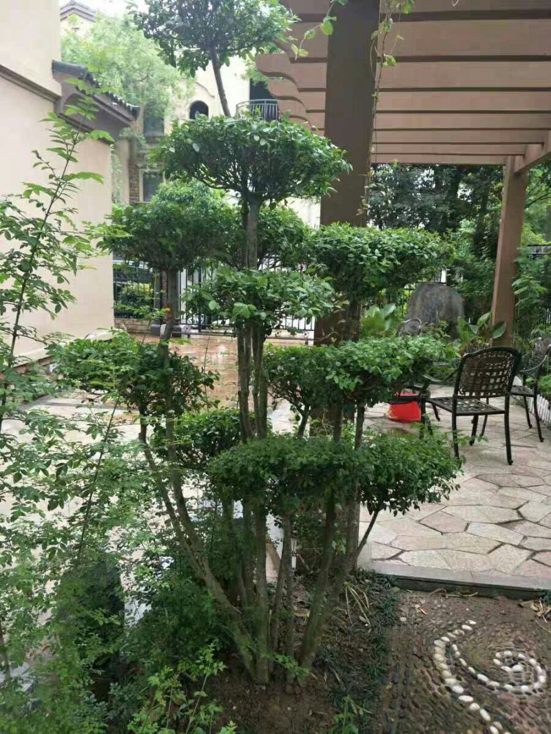 小叶女贞造型盆景树桩球形树苗庭院别墅绿化植物小区绿化苗木