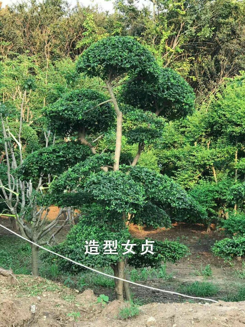 小叶女贞造型盆景树桩球形树苗庭院别墅绿化植物小区绿化苗木