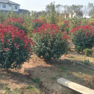 大量出售50冠幅—2米冠幅红叶石楠球
