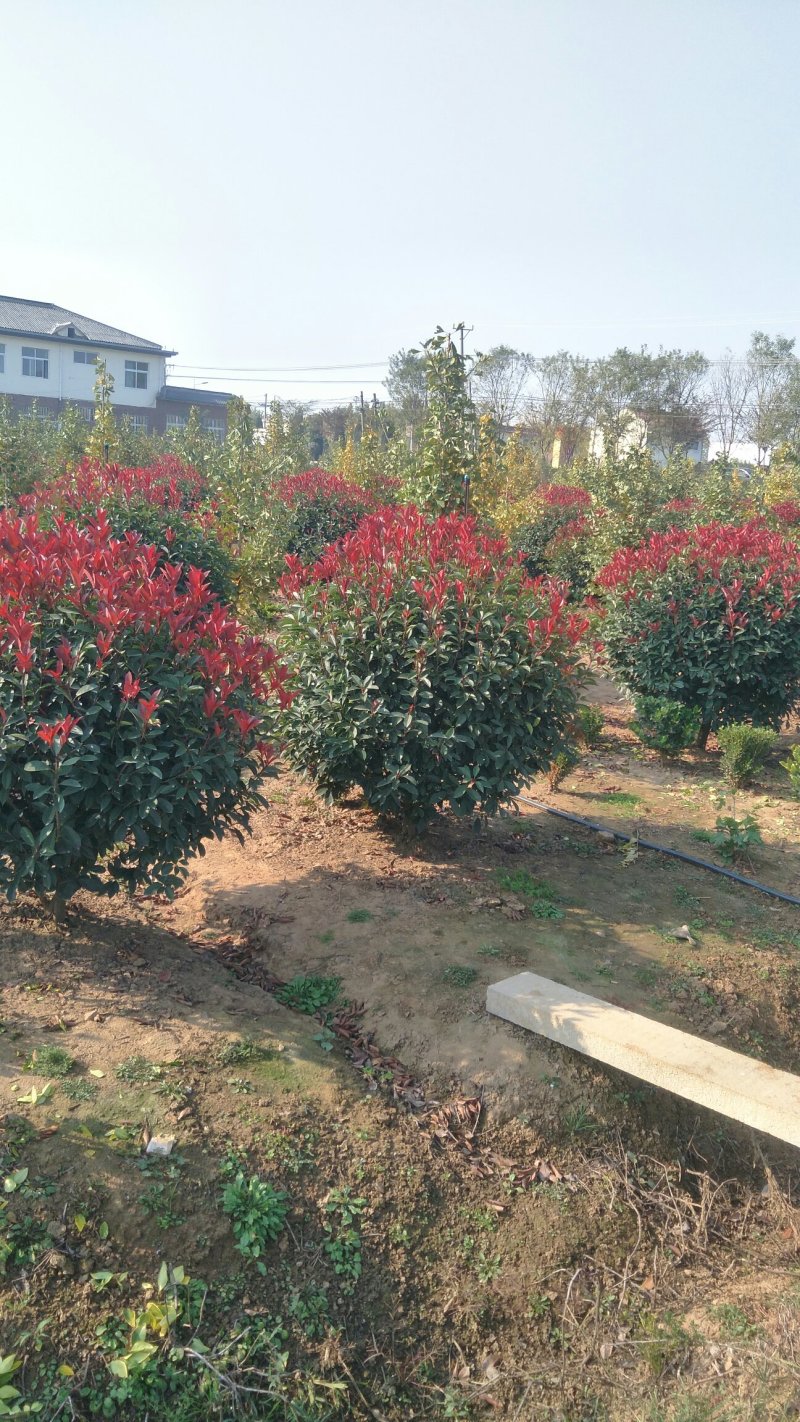 大量出售50冠幅—2米冠幅红叶石楠球