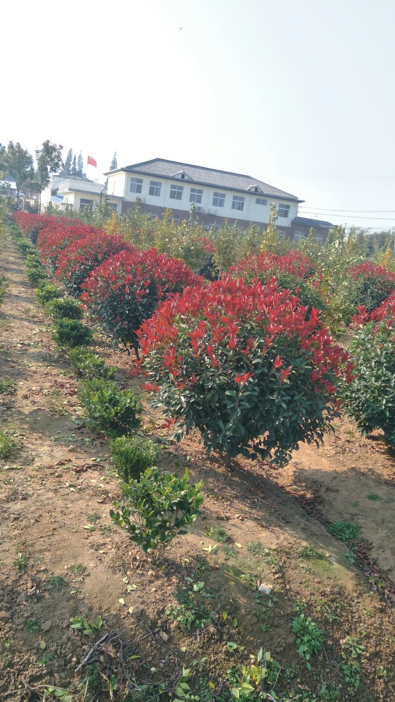 大量出售50冠幅—2米冠幅红叶石楠球