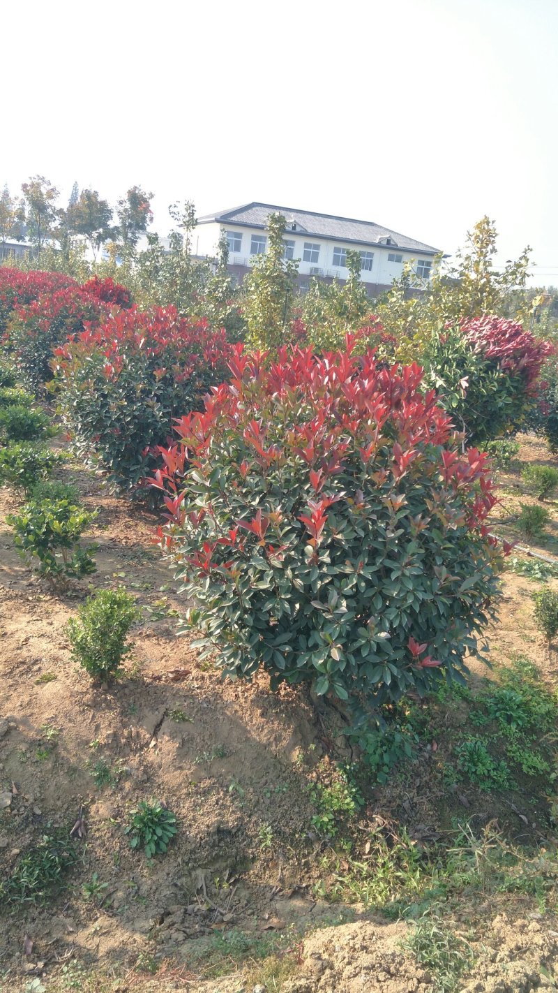大量出售50冠幅—2米冠幅红叶石楠球