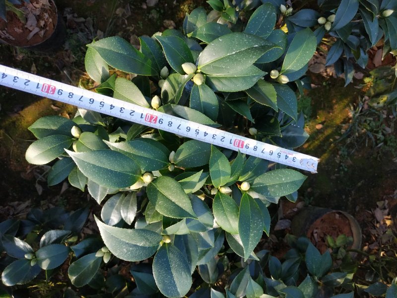 茶花20杯23杯26杯花场直销一手货源视频看货照片挑苗