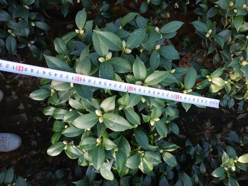 茶花20杯23杯26杯花场直销一手货源视频看货照片挑苗