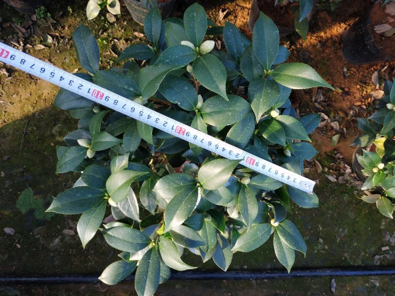 茶花20杯23杯26杯花场直销一手货源视频看货照片挑苗
