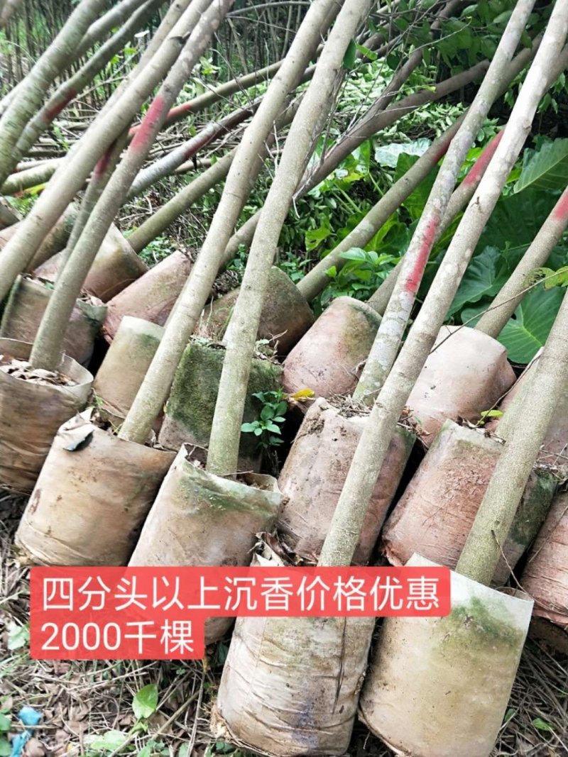 沉香树苗大树小苗找我就对了
