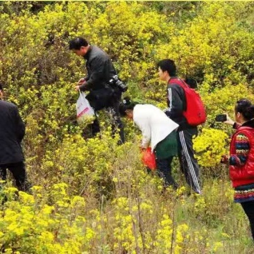 纯正野菊花10吨现货批发/零售欢迎大宗交易包邮