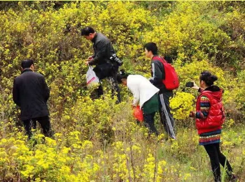 纯正野菊花10吨现货批发/零售欢迎大宗交易包邮