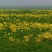 纯正野菊花10吨现货批发/零售欢迎大宗交易包邮