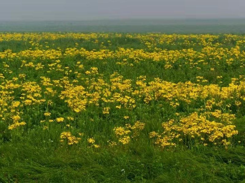 纯正野菊花10吨现货批发/零售欢迎大宗交易包邮
