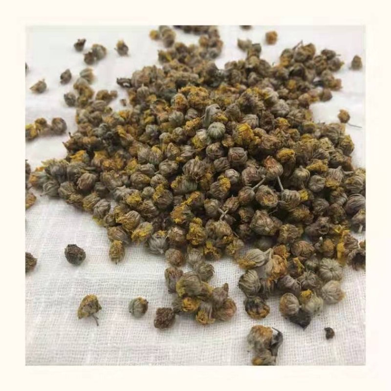 纯正野菊花10吨现货批发/零售欢迎大宗交易包邮