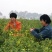 纯正野菊花10吨现货批发/零售欢迎大宗交易包邮