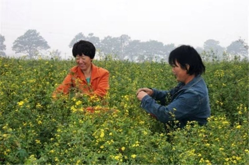纯正野菊花10吨现货批发/零售欢迎大宗交易包邮
