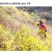 纯正野菊花10吨现货批发/零售欢迎大宗交易包邮