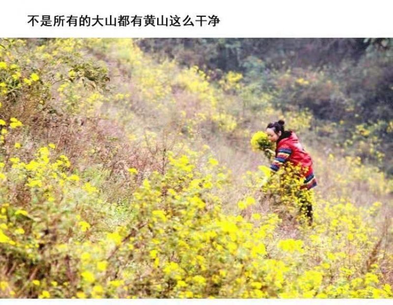 纯正野菊花10吨现货批发/零售欢迎大宗交易包邮