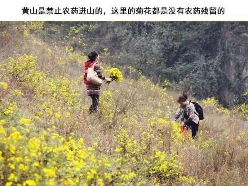 纯正野菊花10吨现货批发/零售欢迎大宗交易包邮