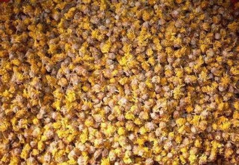 纯正野菊花10吨现货批发/零售欢迎大宗交易包邮