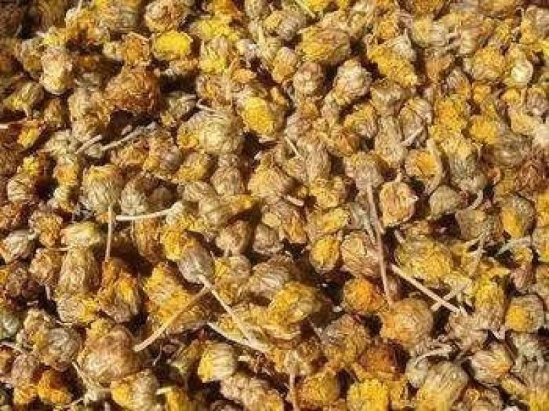 纯正野菊花10吨现货批发/零售欢迎大宗交易包邮