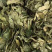 龙利叶龙脷叶【包邮】三斤起发货可批量可零售量大从优