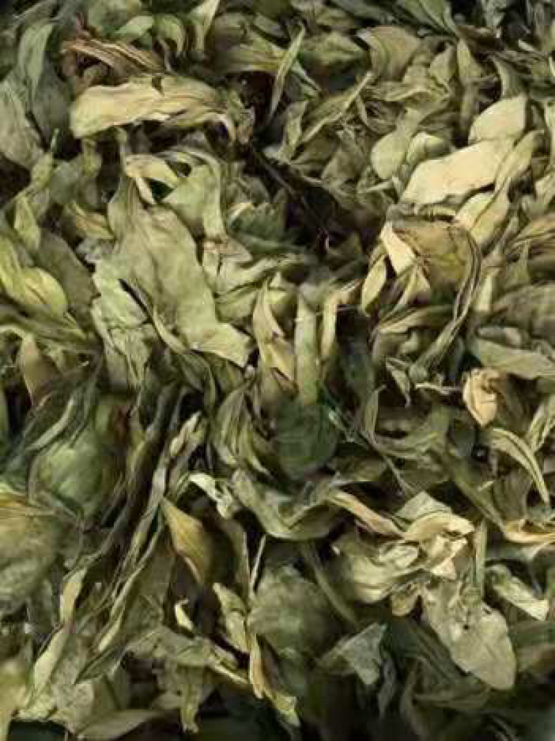 龙利叶龙脷叶【包邮】三斤起发货可批量可零售量大从优