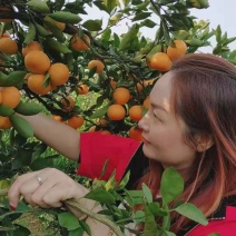 精品云南蜜桔大量上市，皮薄汁多味甜化渣，种植基地发货