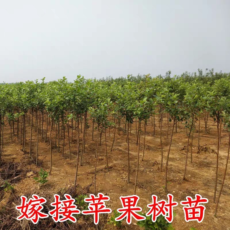 红肉苹果树苗红皮红肉甜度高基地直销保证品种