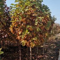 基地直销地径8公分玉兰树，红玉兰，紫玉兰，白玉兰，品种全