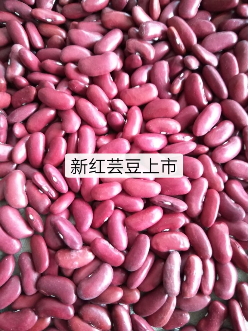 红芸豆