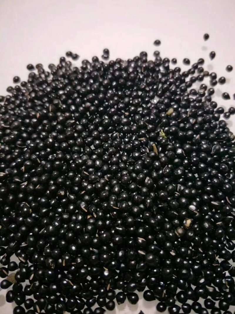 （辽宁阔叶品种）皮厚白鲜皮2年苗白鲜皮苗