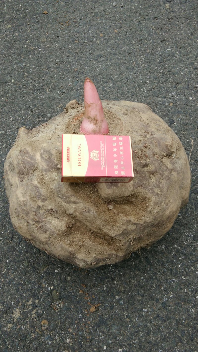 基地直供，一代，二代，优质花魔芋，，欢迎新老顾客前来选