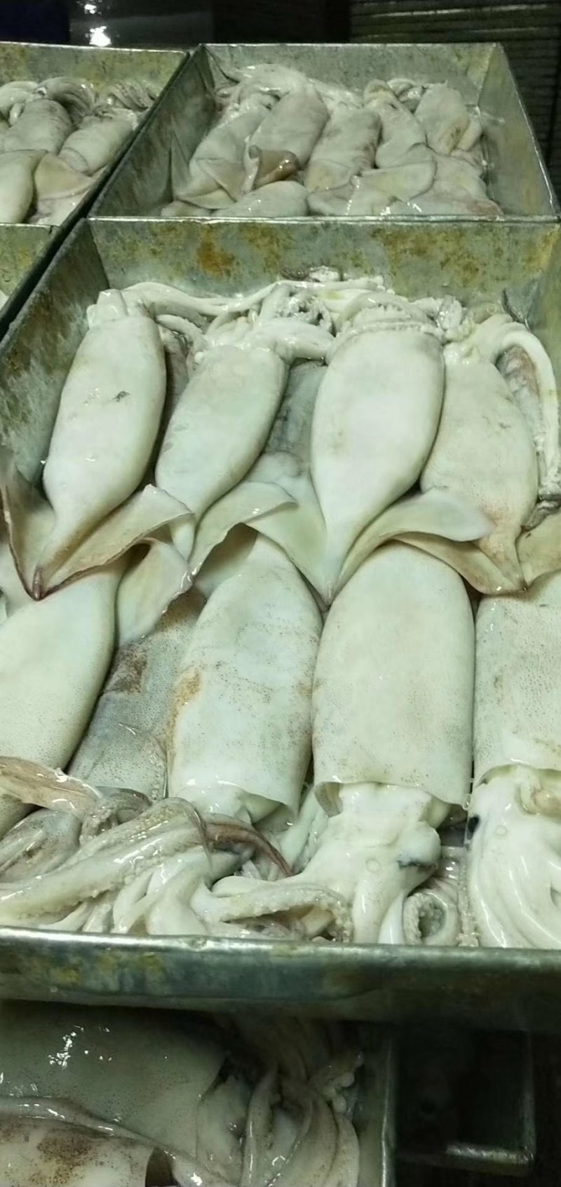 辽宁东港新鲜加工的大鱿鱼