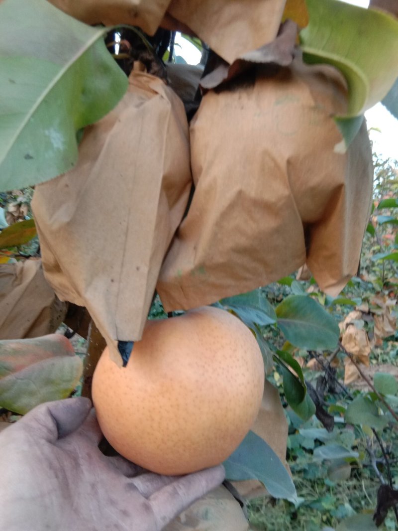 晚秋黄梨。