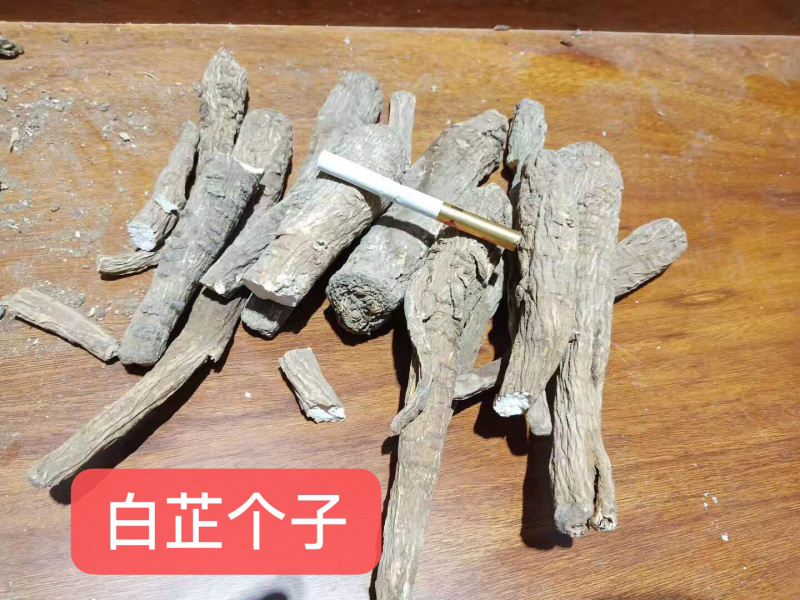 白芷优质白芷片无添加无硫欢迎全国各地采购商选购