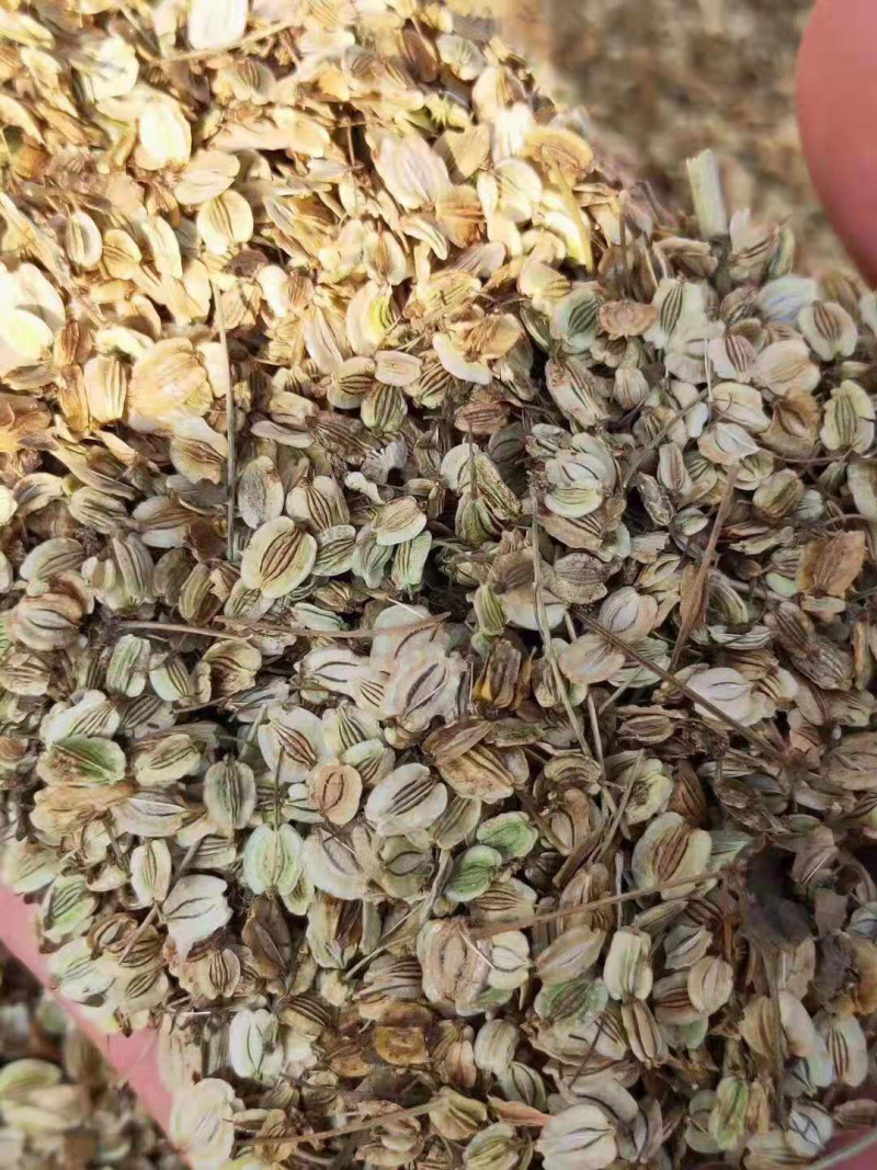 白芷优质白芷片无添加无硫欢迎全国各地采购商选购