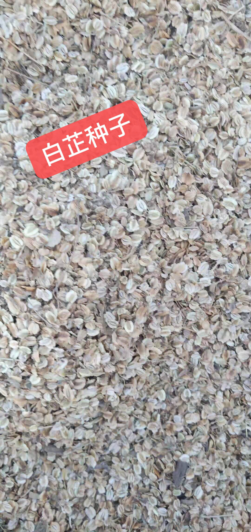 白芷优质白芷片无添加无硫欢迎全国各地采购商选购