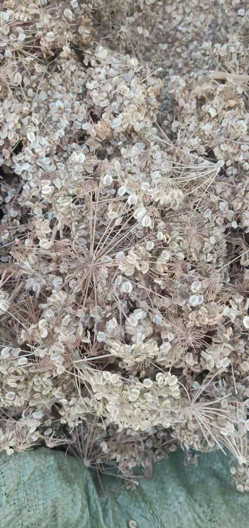 白芷优质白芷片无添加无硫欢迎全国各地采购商选购