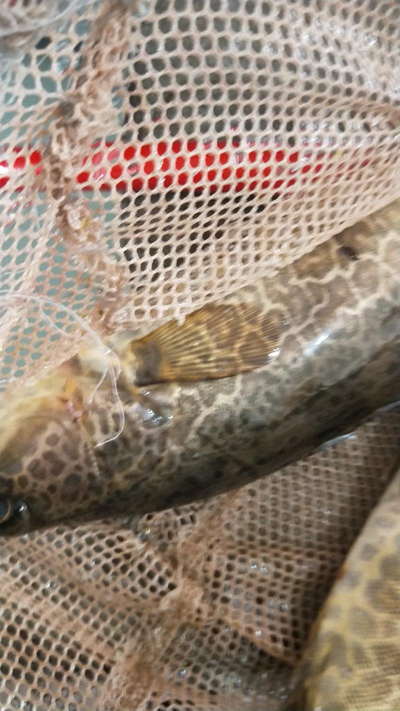 鸭路江网箱养殖斑鳜鱼，可发空运，陆运，质量好可以养好久