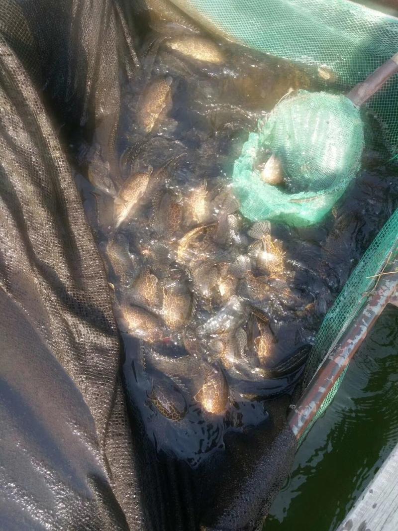 鸭路江网箱养殖斑鳜鱼，可发空运，陆运，质量好可以养好久