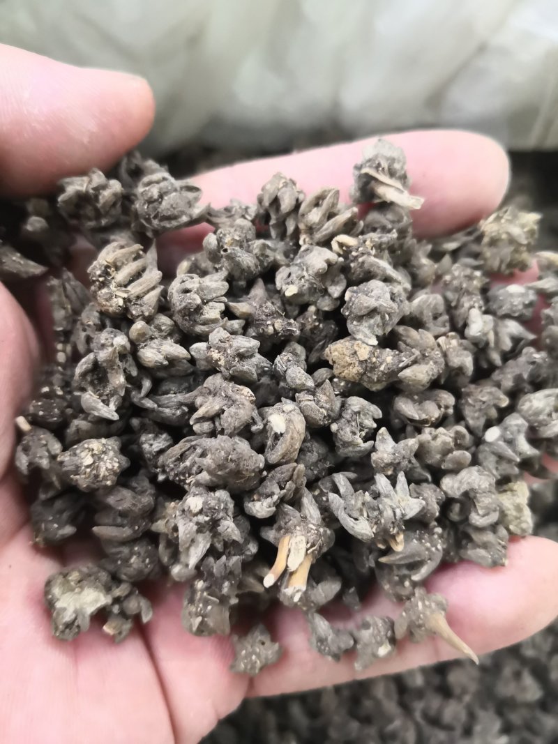 猫爪草猫抓草河南1公斤起批无硫***不包邮