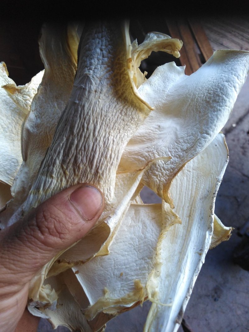 野生菌