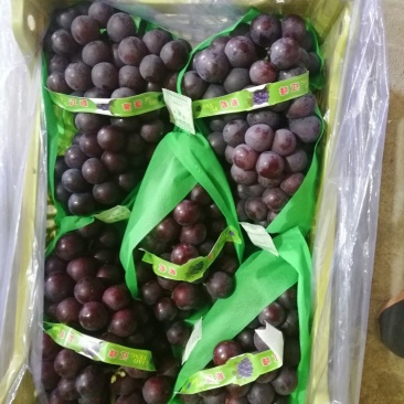北镇冷库巨丰葡萄，四斤黑箱，小白箱火热热销中，质量好