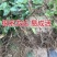 阳光玫瑰葡萄苗果大无籽基地直销高成活率