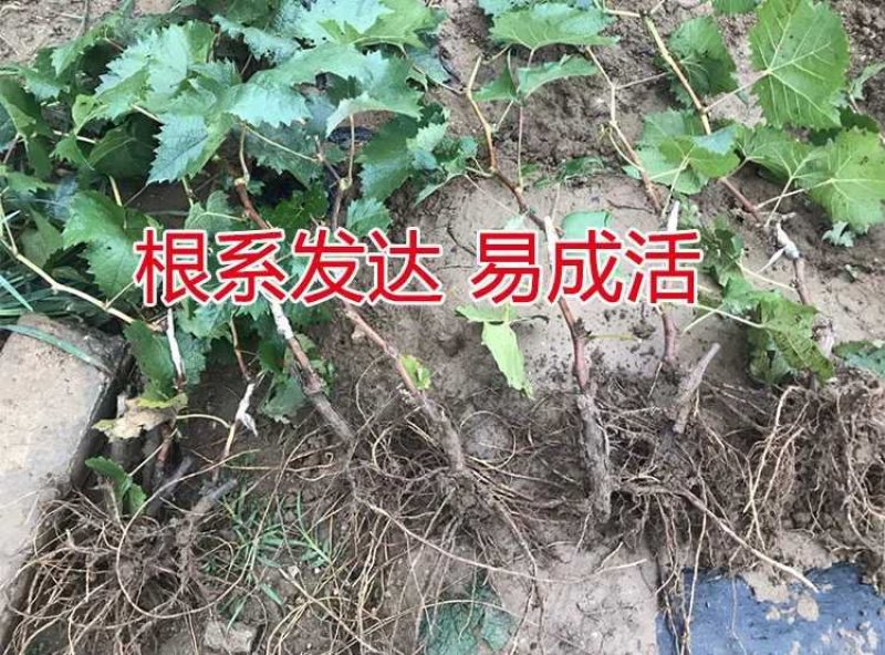 阳光玫瑰葡萄苗果大无籽基地直销高成活率