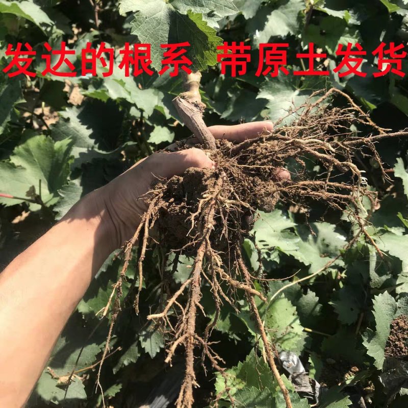 阳光玫瑰葡萄苗果大无籽基地直销高成活率