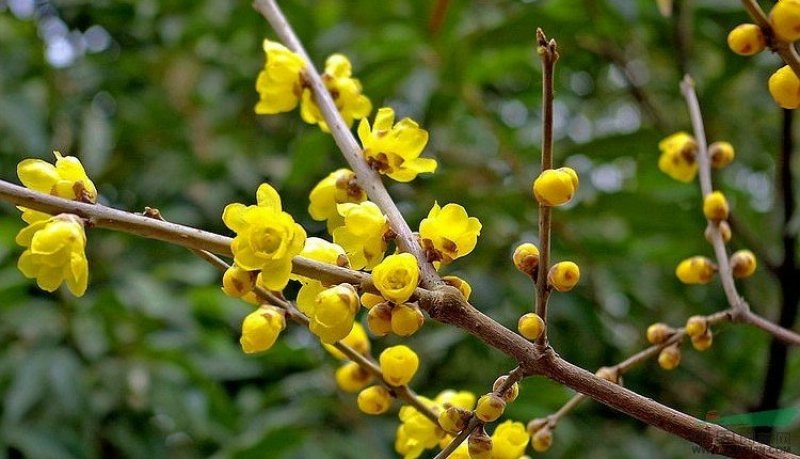 浓香型腊梅花树苗盆栽腊梅盆景老桩室内素心腊梅盆栽庭院耐寒