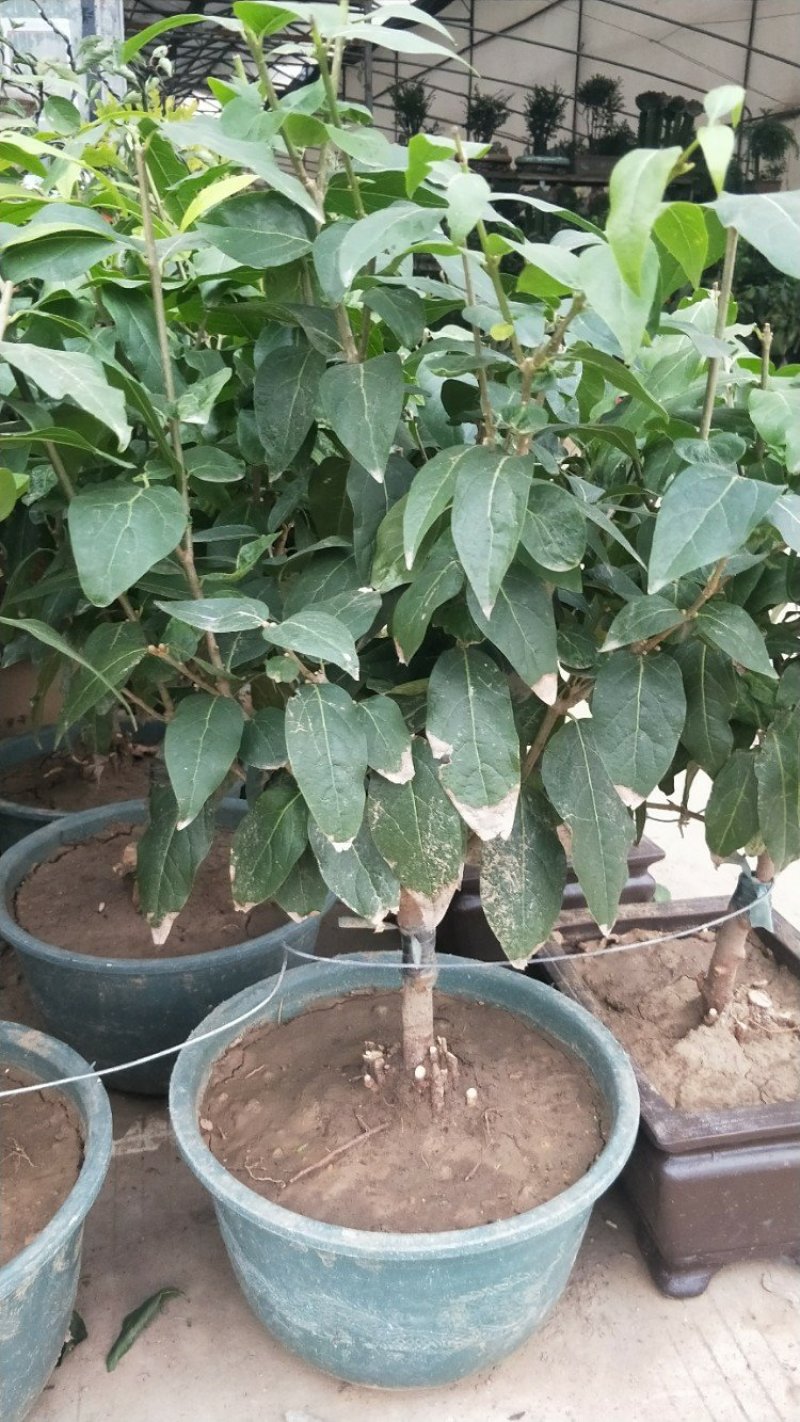 浓香型腊梅花树苗盆栽腊梅盆景老桩室内素心腊梅盆栽庭院耐寒