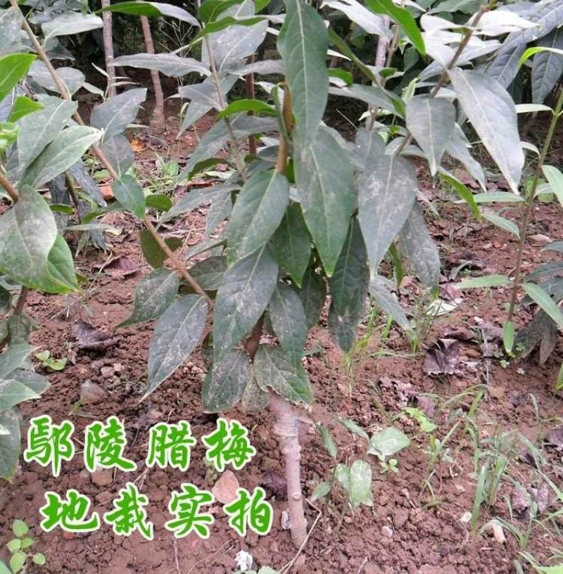 浓香型腊梅花树苗盆栽腊梅盆景老桩室内素心腊梅盆栽庭院耐寒