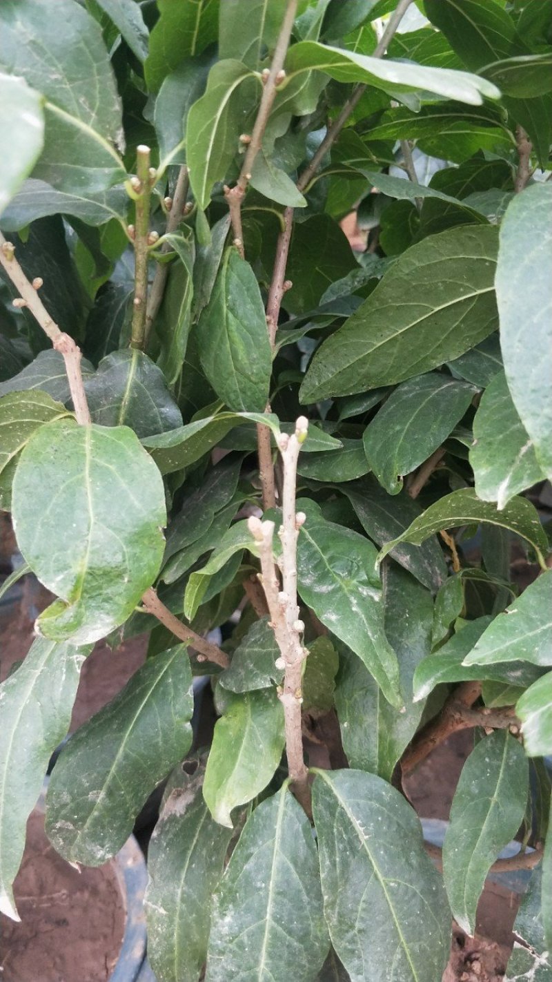 浓香型腊梅花树苗盆栽腊梅盆景老桩室内素心腊梅盆栽庭院耐寒