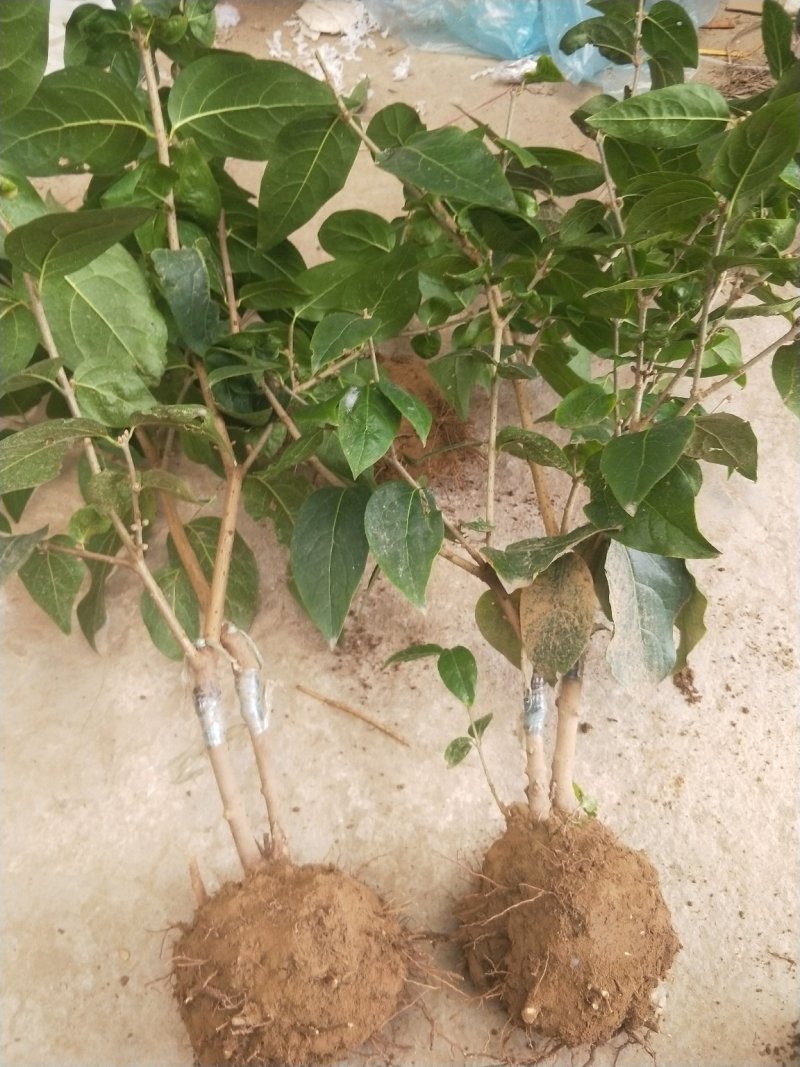 浓香型腊梅花树苗盆栽腊梅盆景老桩室内素心腊梅盆栽庭院耐寒