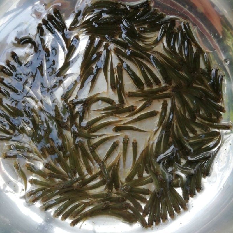 土鲮鱼苗，鲮鱼苗，淡水鱼苗批发包邮包活优质鱼